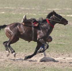 kazakh